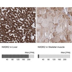 NADKD1 Antibody, Novus Biologicals:Antibodies:Primary Antibodies